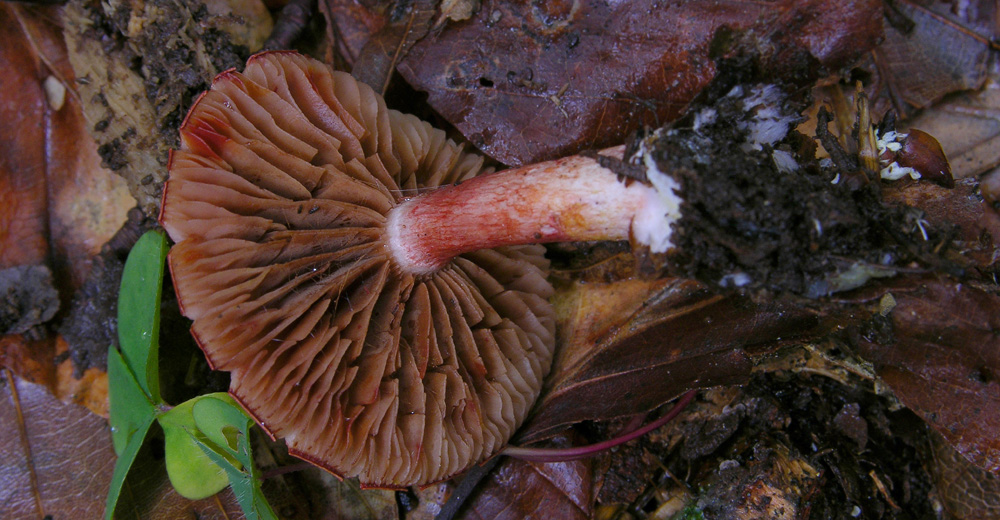 Qualche fungo � arrivato.